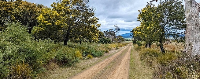 A dirt road extends to a mountain in the distance flanked by wattle trees in bloom and grassy verges with a cloudy sky.